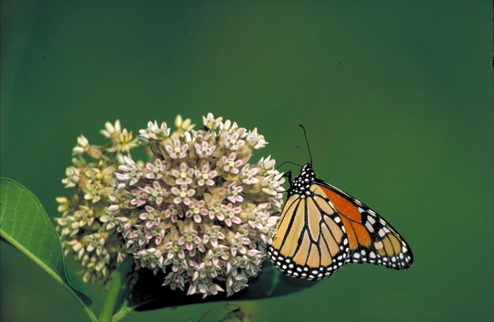 Monarch Butterfly Flower Milkweed Insect Orange Monarch Butterfly Flower Milkweed Insect Orange