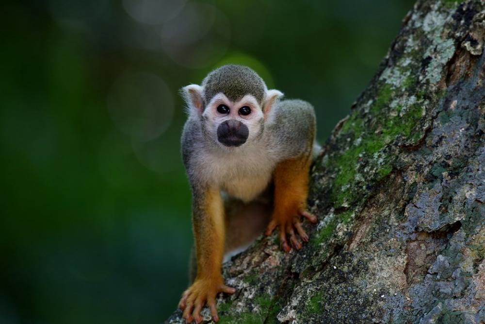 Monkey Ape Mammal Primate Animal Looking Monkey Ape Mammal Primate Animal Looking