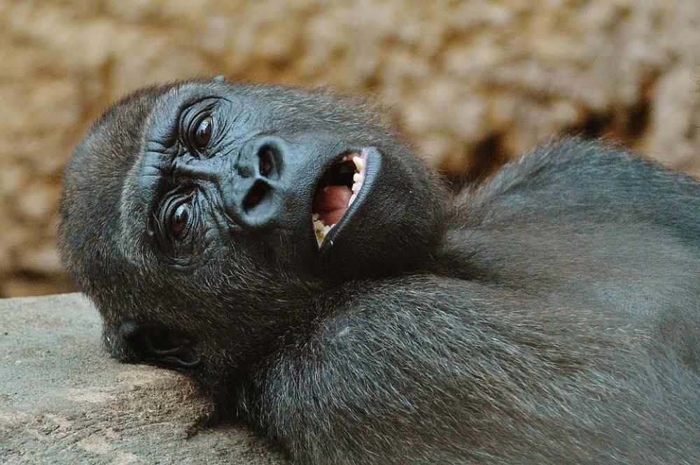 Monkey Gorilla Zoo Animal Wild Animal Monkey Gorilla Zoo Animal Wild Animal