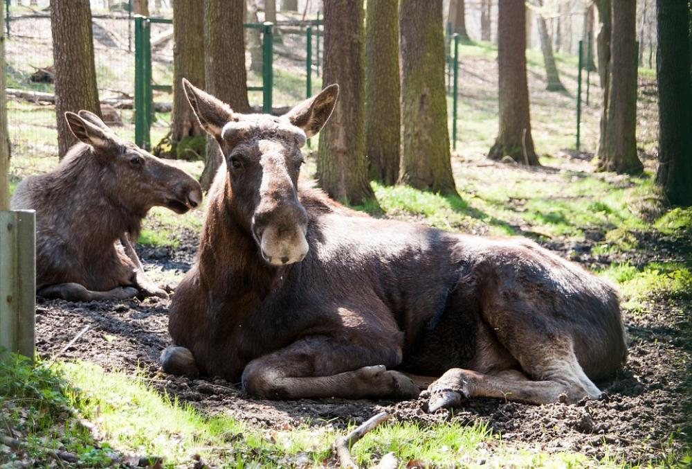 Moose Animal Wild Animal Hirsch Animal World Moose Animal Wild Animal Hirsch Animal World