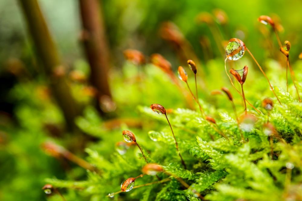Moss Dewdrop Forest Floor Moist Moss Dewdrop Forest Floor Moist