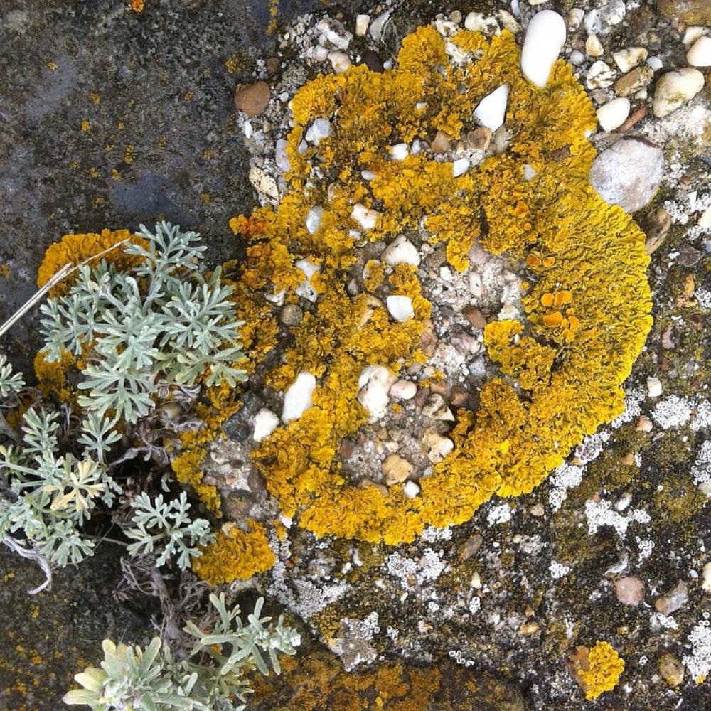 Moss Colors Coast Moss Colors Coast