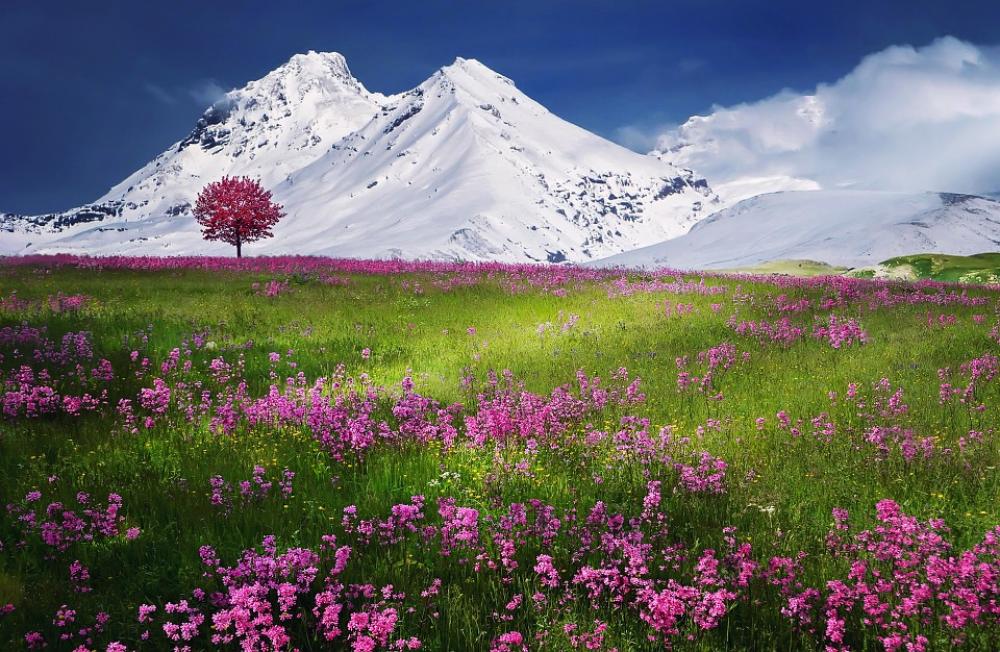 Mountains Alps Meadow Summer Landscape Mountains Alps Meadow Summer Landscape