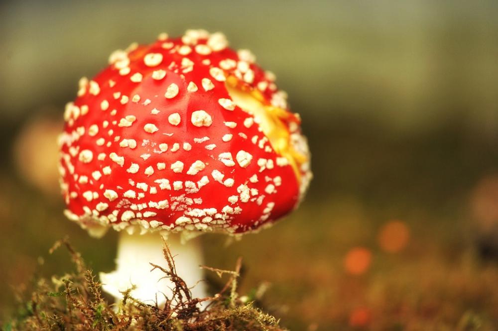 Mushroom Fly Agaric Moss Toxic Nature Autumn Mushroom Fly Agaric Moss Toxic Nature Autumn