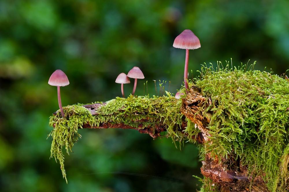 Mushroom Moss Mini Mushroom Sponge Autumn Mushroom Moss Mini Mushroom Sponge Autumn