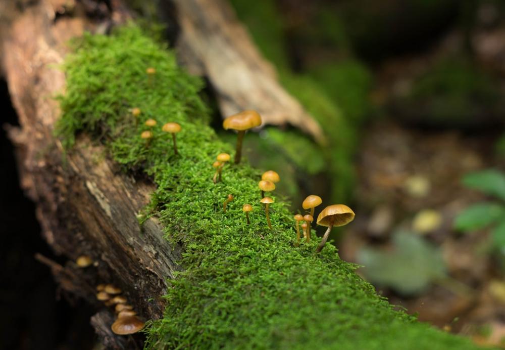 Mushroom Nature Forest Mushroom Nature Forest
