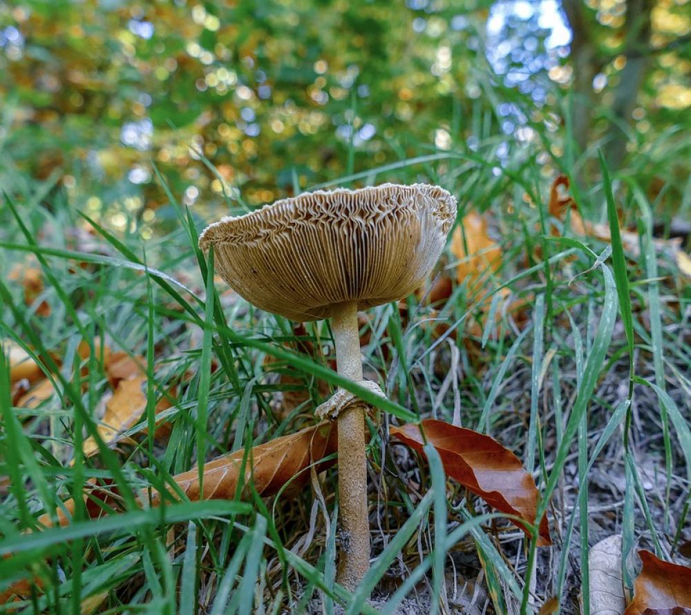 Mushroom Forest Autumn Nature Toxic Ground Mushroom Forest Autumn Nature Toxic Ground