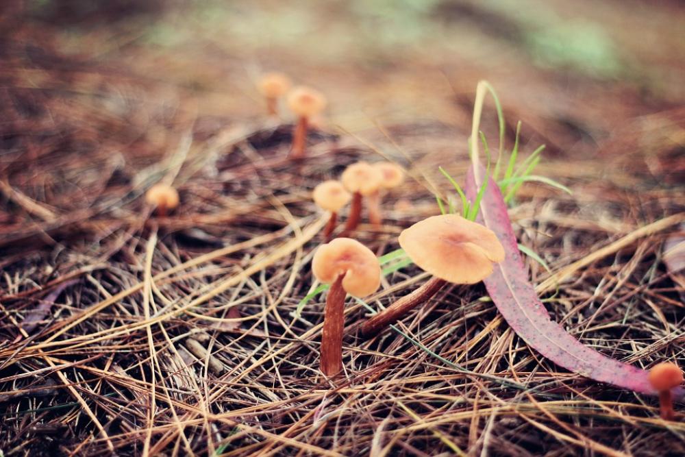 Mushroom Forest Nature Green Wood Plant Wild Mushroom Forest Nature Green Wood Plant Wild