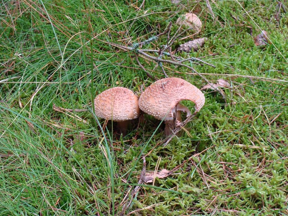 Mushrooms Flora Forest Nature Plants Mushroom Mushrooms Flora Forest Nature Plants Mushroom