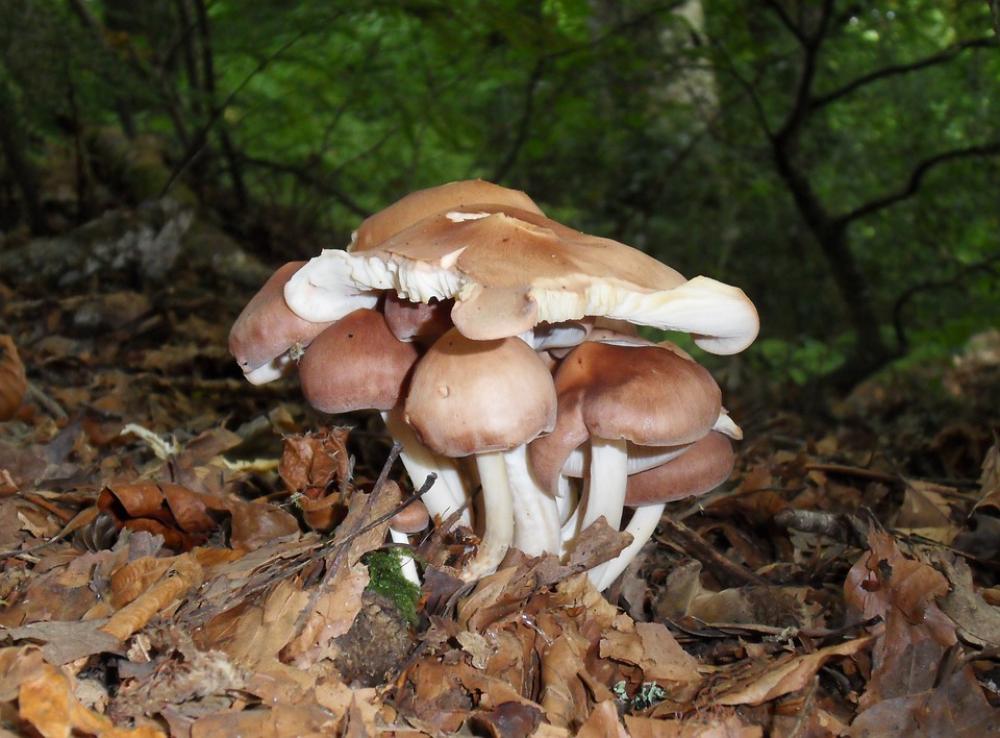 Mushrooms Autumn Wood Nature Season Brown Fall Mushrooms Autumn Wood Nature Season Brown Fall