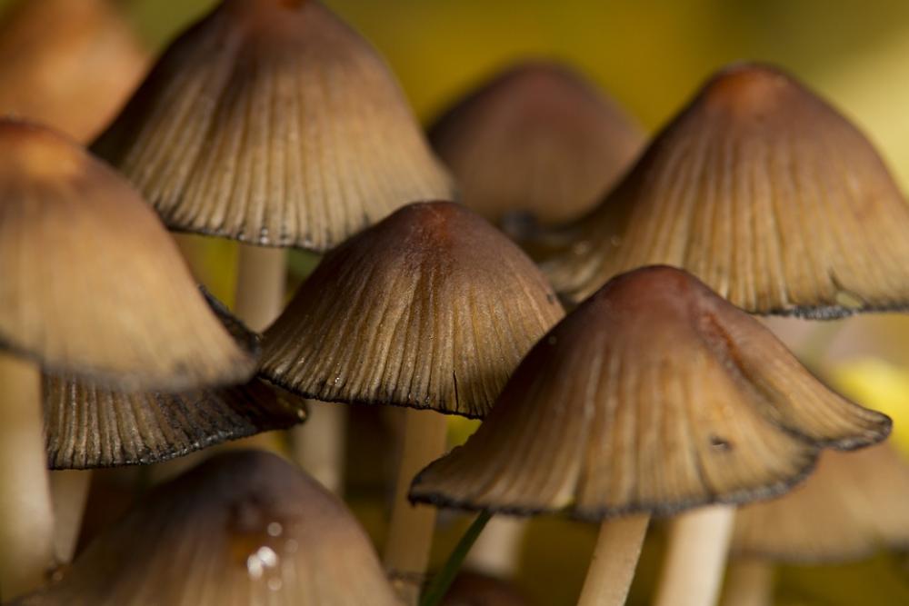 Mushrooms Forest Autumn Nature Plant Mushrooms Forest Autumn Nature Plant