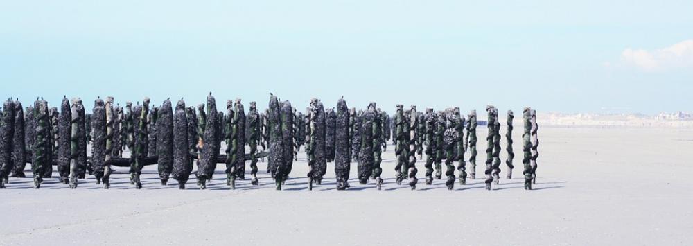 Mussel Mussels Sea Sand France Ocean Mussel Mussels Sea Sand France Ocean