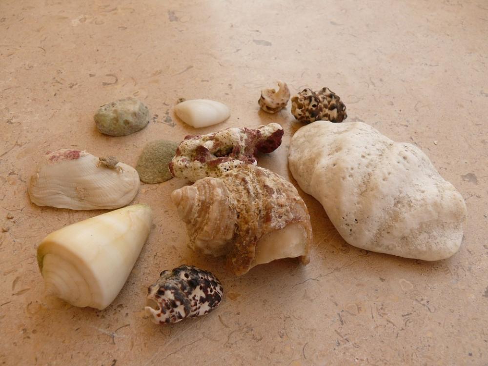 Mussels Beach Sand Sea Shells Vacations Mussels Beach Sand Sea Shells Vacations