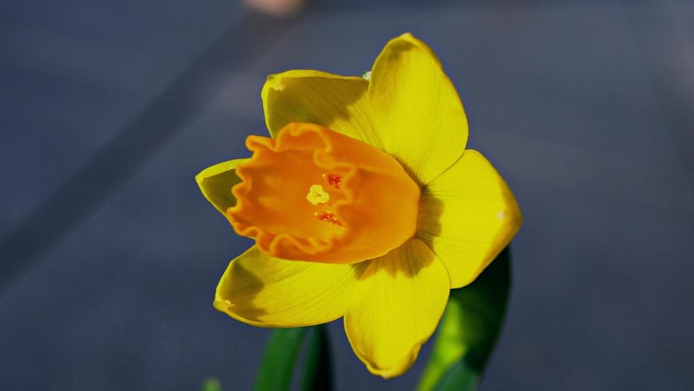 Narcissus Flower Blossom Bloom Spring Bloom Narcissus Flower Blossom Bloom Spring Bloom