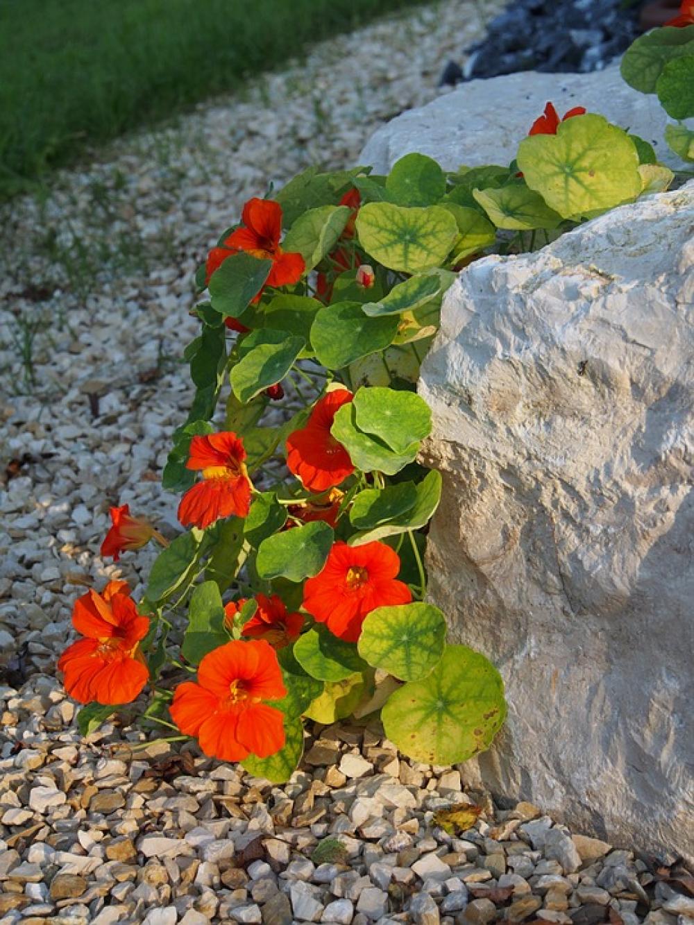 Nasturtium Flower Red Blossom Bloom Garden Nasturtium Flower Red Blossom Bloom Garden