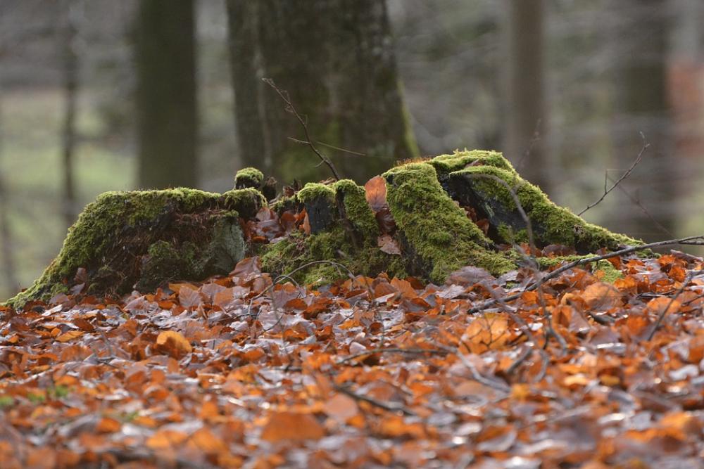 Natural Autumn Tree Stump Natural Autumn Tree Stump