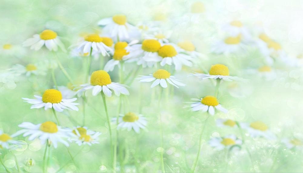 Nature Chamomile Chamomile Blossoms Flowers Nature Chamomile Chamomile Blossoms Flowers