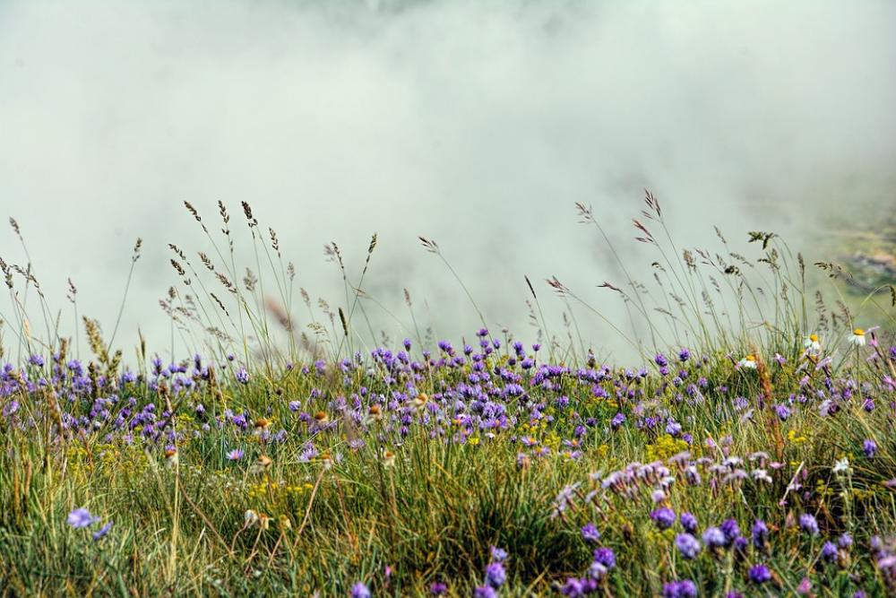 Nature Flowers Meadow Summer Purple Plants Nature Flowers Meadow Summer Purple Plants