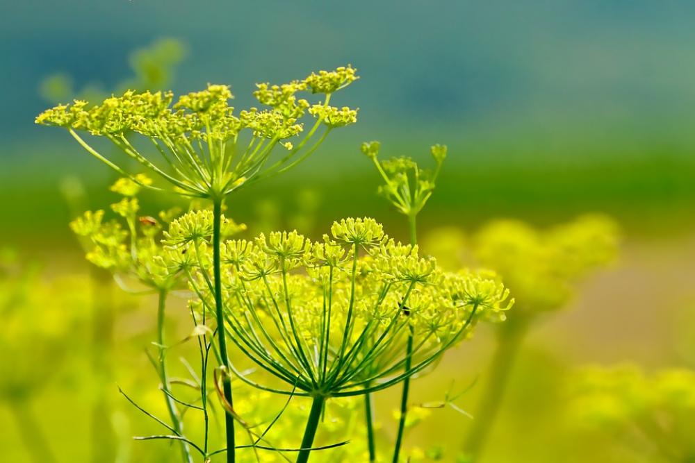 Nature Fennel Summer Flowers Fennel Flowers Plant Nature Fennel Summer Flowers Fennel Flowers Plant