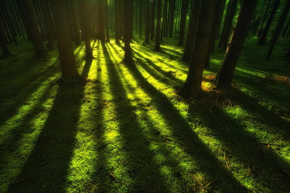 Nature Forest Moss Landscape Trees Rays Green Nature Forest Moss Landscape Trees Rays Green