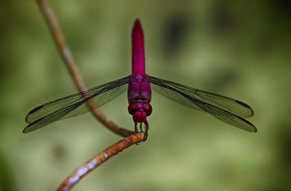 Nature Insects Dragonfly Wings Spring Pollination Nature Insects Dragonfly Wings Spring Pollination