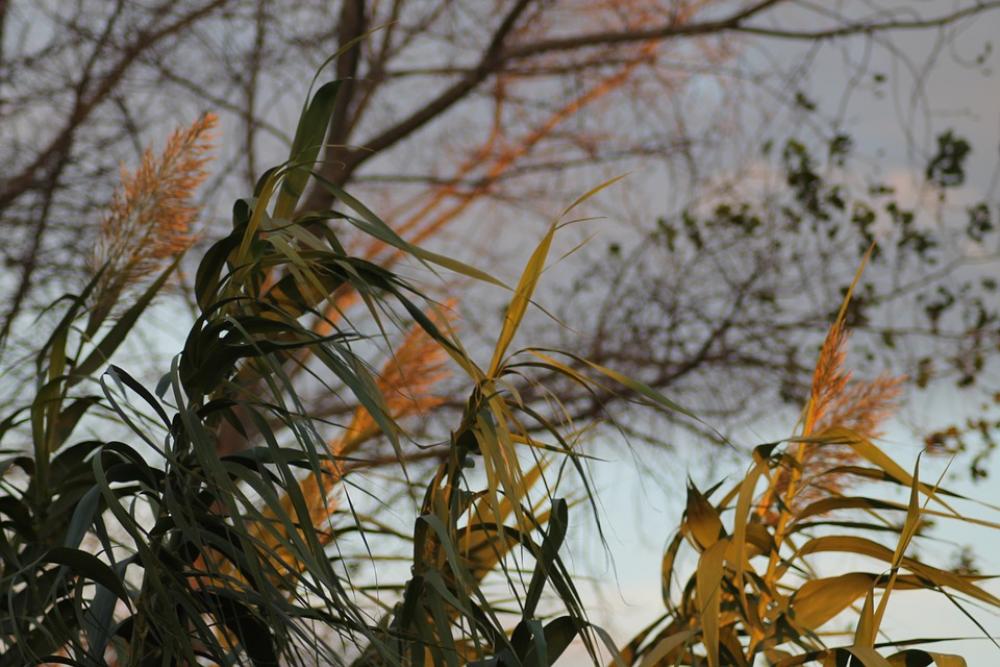 Nature Leaves Sea Ocean Plant Branch Nature Leaves Sea Ocean Plant Branch