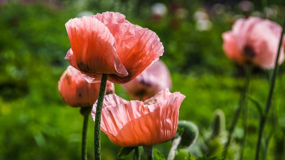 Nature Flowers Poppy Pink Petals Summer Flora Nature Flowers Poppy Pink Petals Summer Flora
