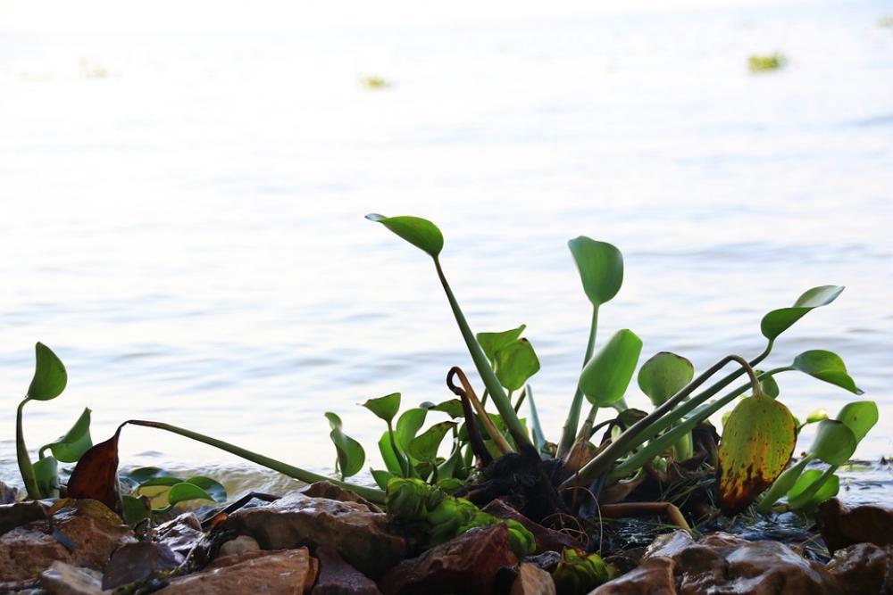 Nature Green Leaf Natural Plant Beach Water Nature Green Leaf Natural Plant Beach Water