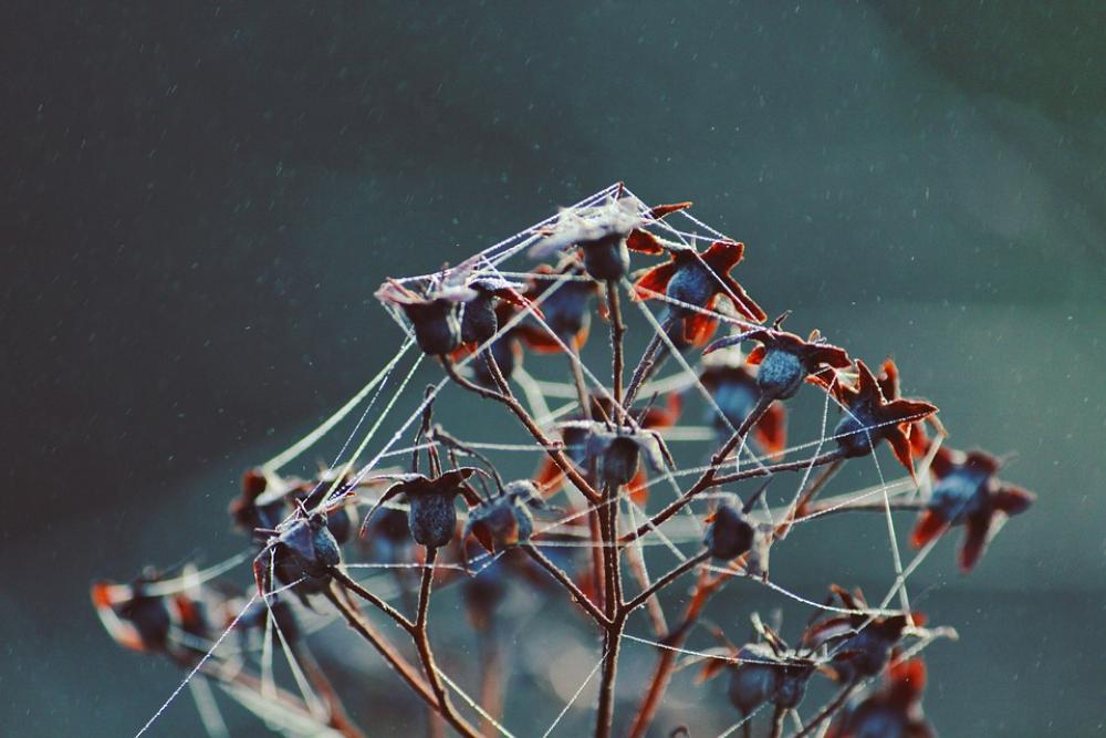 Nature Love Of Nature Plant Cobweb Spider Webs Fog Nature Love Of Nature Plant Cobweb Spider Webs Fog