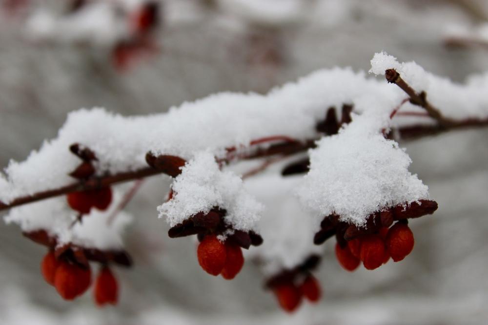 Nature Snow Winter Branch Nature Snow Winter Branch