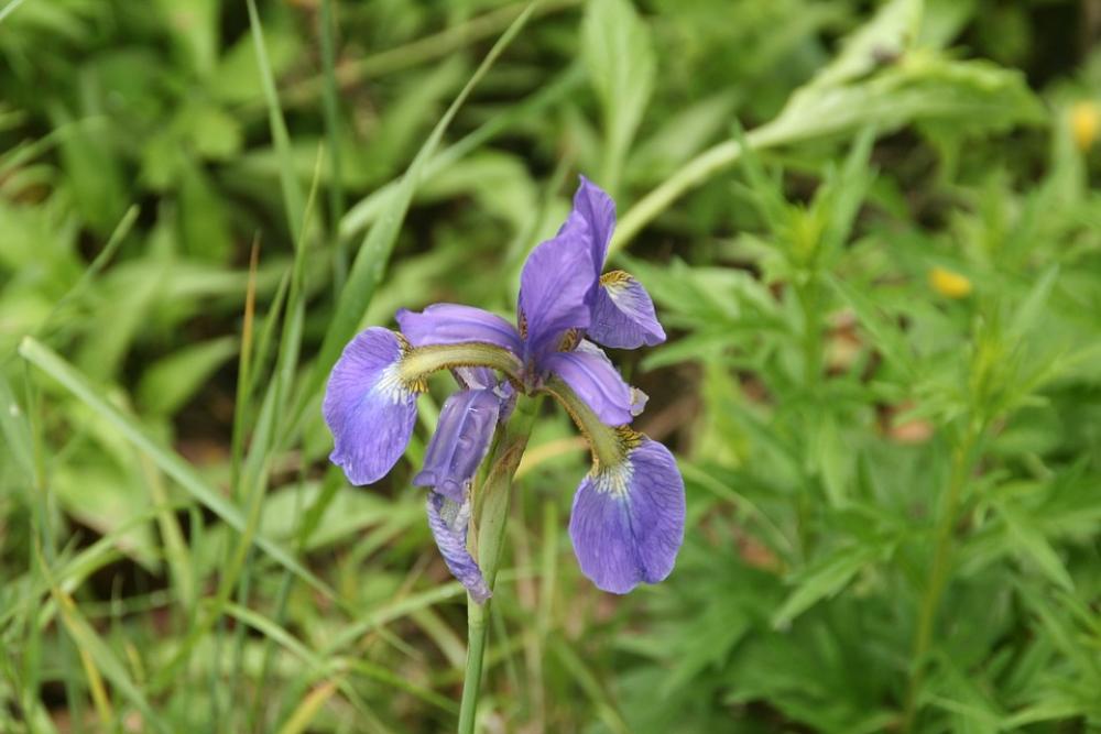 Nature Flowers Lily Plants The Nature Of The Nature Flowers Lily Plants The Nature Of The