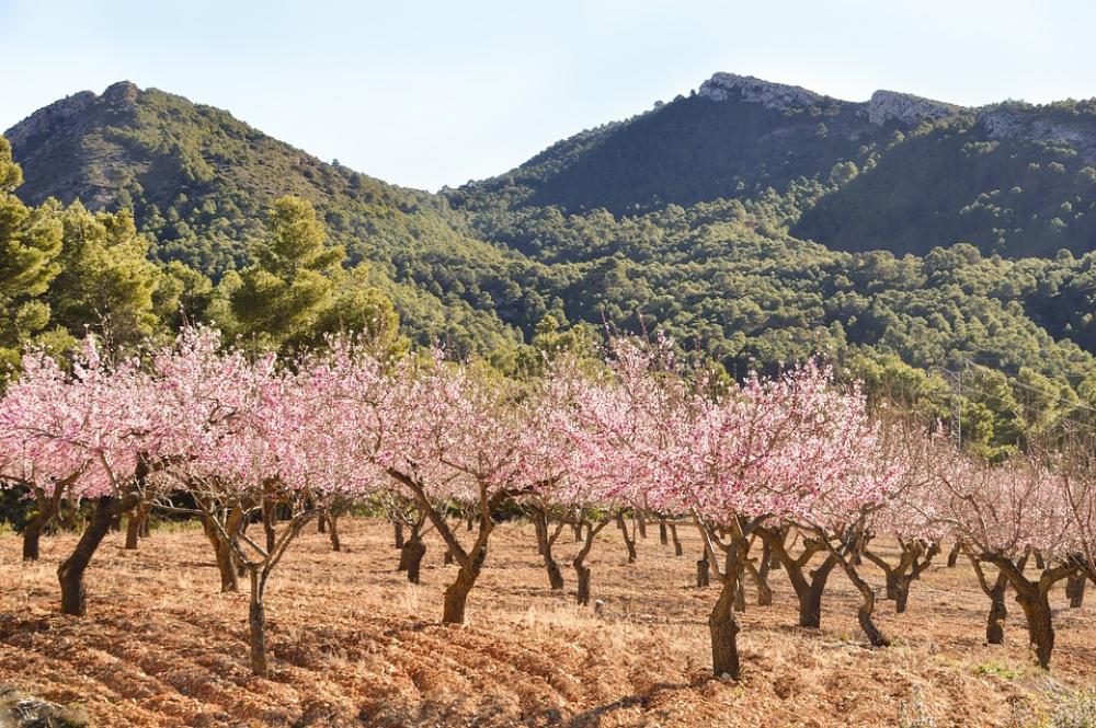 Nature Trees Blossom Mountain Flowers Spring Nature Trees Blossom Mountain Flowers Spring