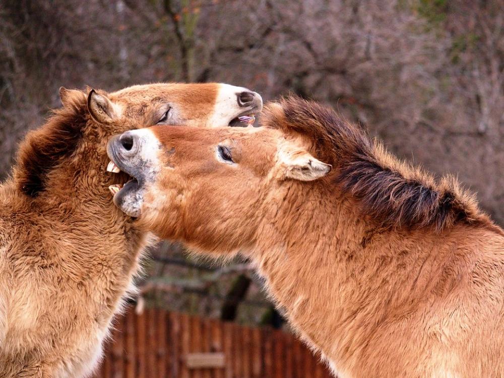 Nature Horses Animal Mane Teeth Nature Horses Animal Mane Teeth