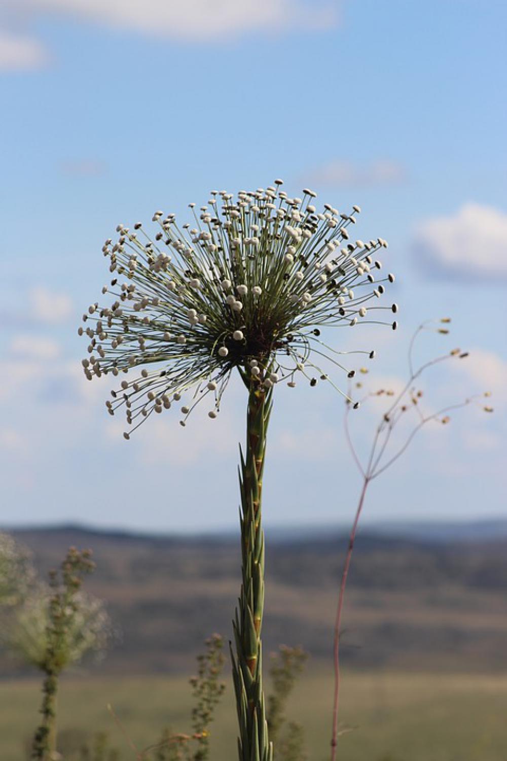 Nature Flower Always Alive Field Plant Minas Nature Flower Always Alive Field Plant Minas