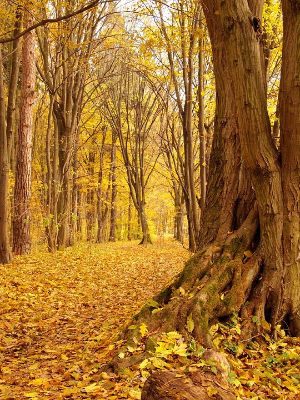 Nature Landscape Autumn The Old Tree Park Foliage Nature Landscape Autumn The Old Tree Park Foliage
