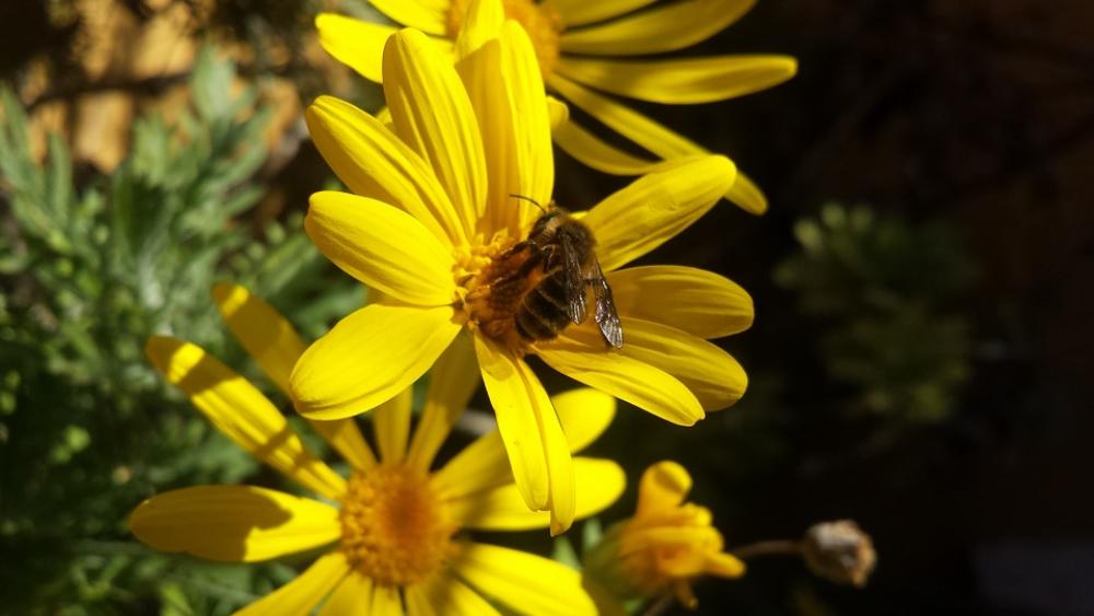 Nature Flower Bee Honey Garden Daisy Flora Nature Flower Bee Honey Garden Daisy Flora