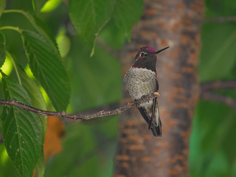 Nature Animal Bird Hummingbird Small Little Nature Animal Bird Hummingbird Small Little