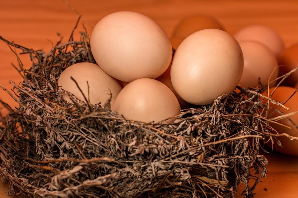 Nest Eggs Full Overflowing Overcrowded Cramped Nest Eggs Full Overflowing Overcrowded Cramped