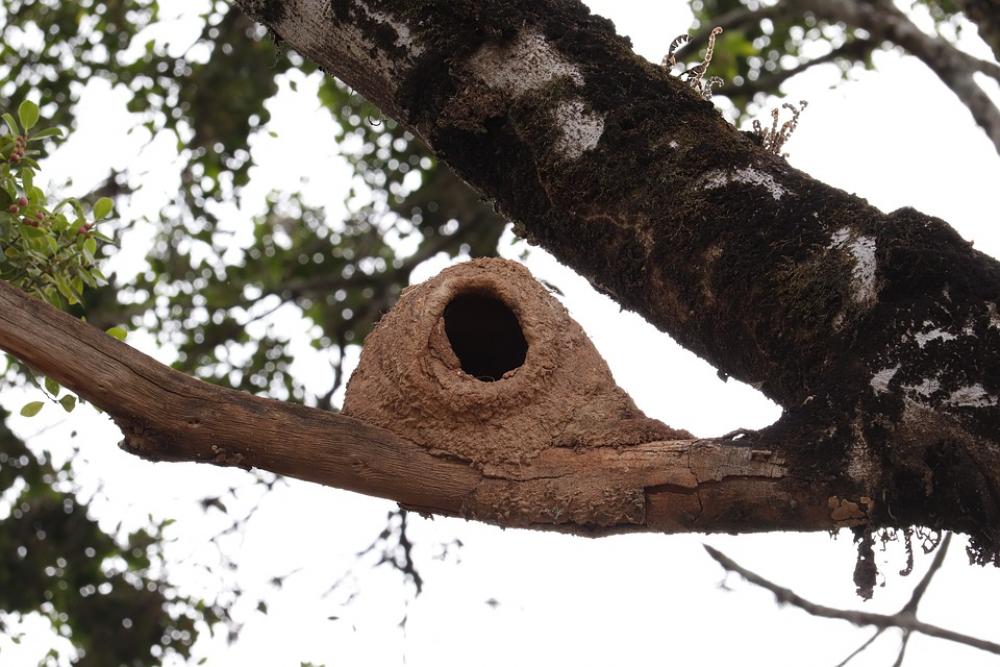 Nest Bird Home Nature Animal Natural Animals Nest Bird Home Nature Animal Natural Animals