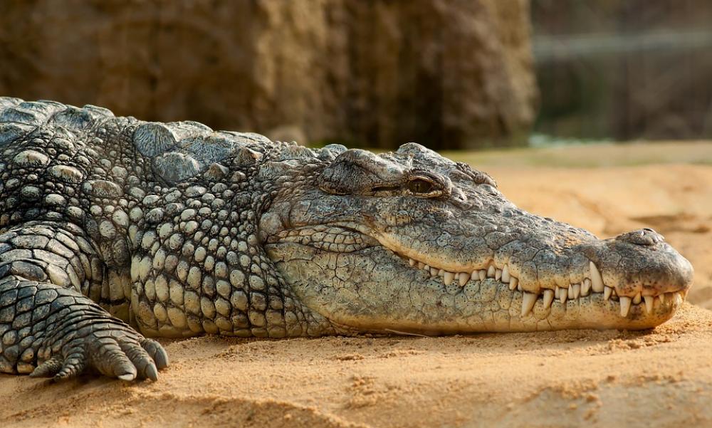 Nile Crocodile Crocodile Alligator Nile Crocodile Crocodile Alligator