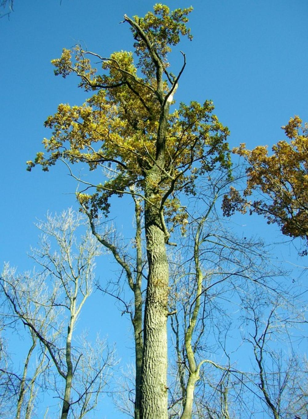 Oak Tribe Tree High Sky Blue Forest Oak Tribe Tree High Sky Blue Forest
