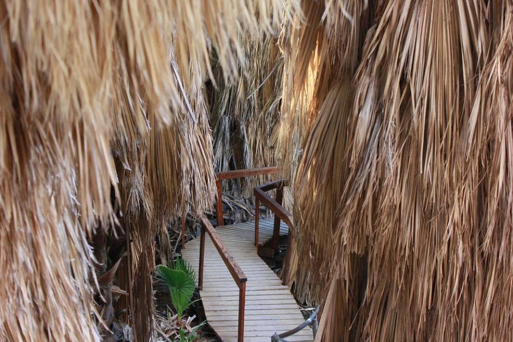 Oasis The Path Footbridge Palm Trees Oasis The Path Footbridge Palm Trees
