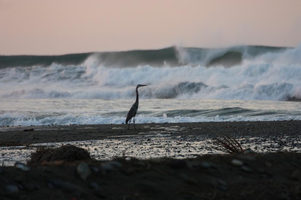 Ocean Heron Nature Ocean Heron Nature