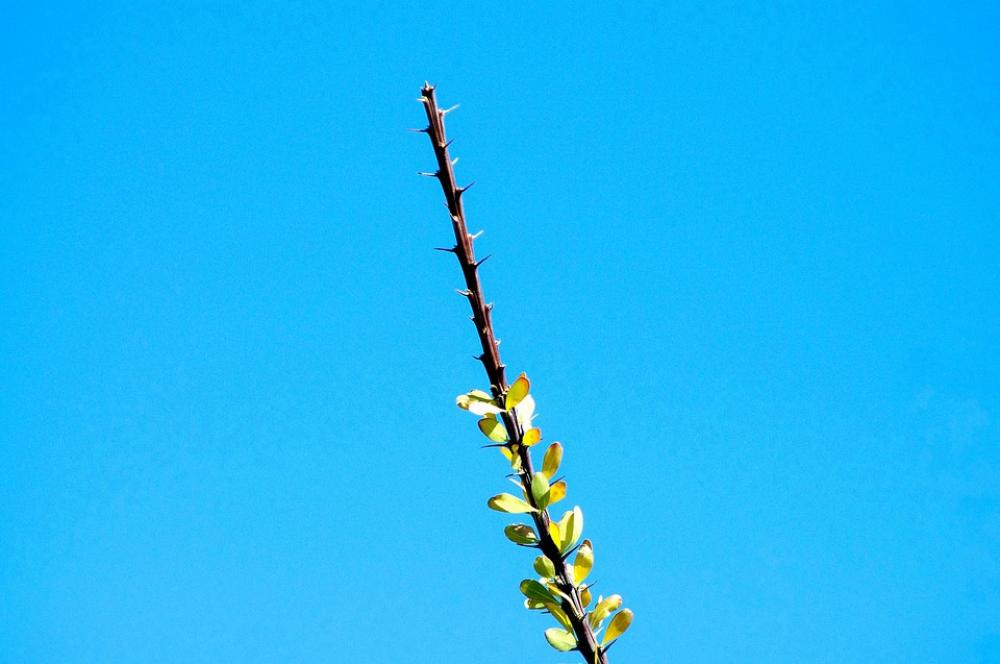 Ocotillo At City Of Rocks Ocotillo Thorns Sky Ocotillo At City Of Rocks Ocotillo Thorns Sky