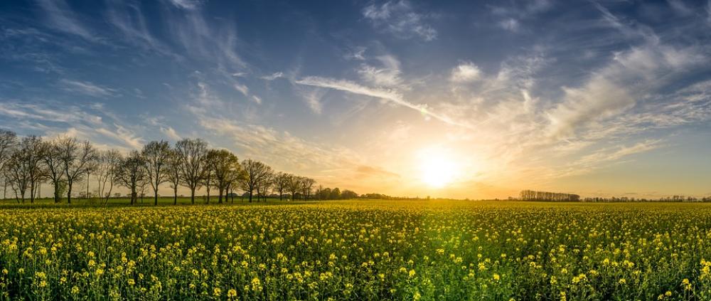 Oilseed Rape Field Of Rapeseeds Sunset Landscape Oilseed Rape Field Of Rapeseeds Sunset Landscape