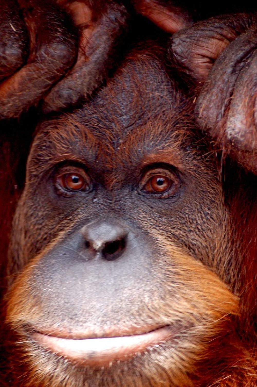 Orang Utan Monkey Zoo Melbourne Animal Portrait Orang Utan Monkey Zoo Melbourne Animal Portrait