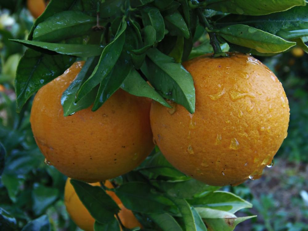 Orange Naranjo Rain Drops Of Rain Fruit Food Orange Naranjo Rain Drops Of Rain Fruit Food
