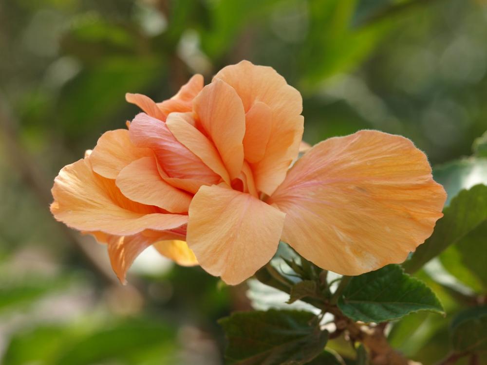 Orange Hibiscus Orange Hibiscus Flower Nature Orange Hibiscus Orange Hibiscus Flower Nature