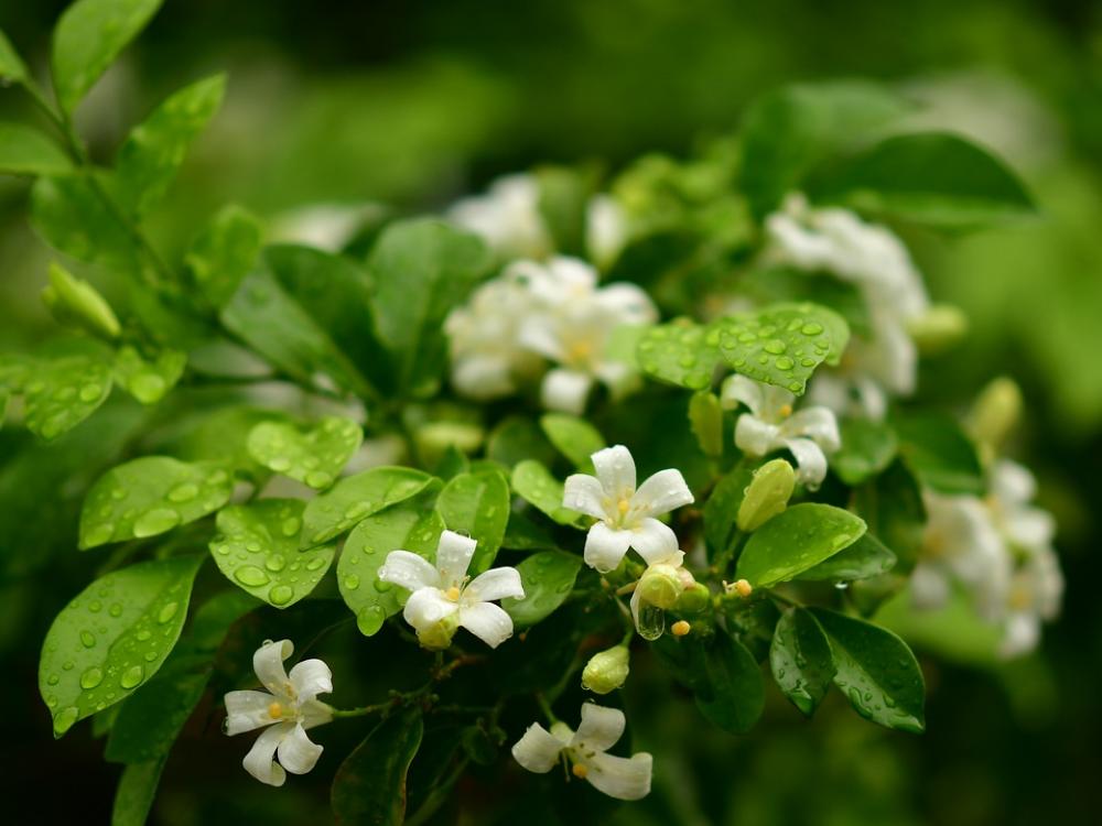 Orange Jasmine White Flowers Fragrance Bloom Orange Jasmine White Flowers Fragrance Bloom