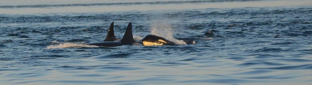 Orca Killer Whale Ocean Pod Wildlife Orca Killer Whale Ocean Pod Wildlife